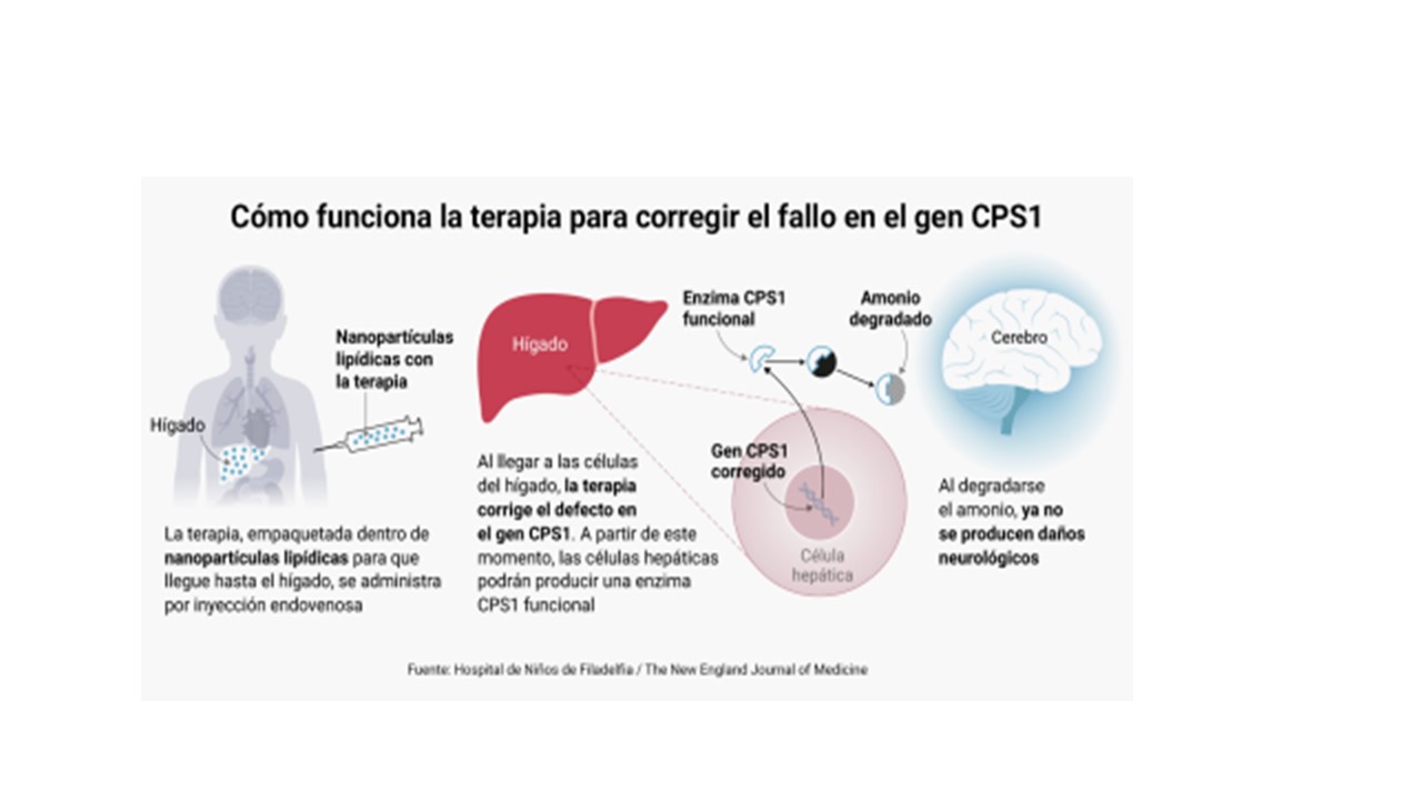 Imágen terapia génica 3
