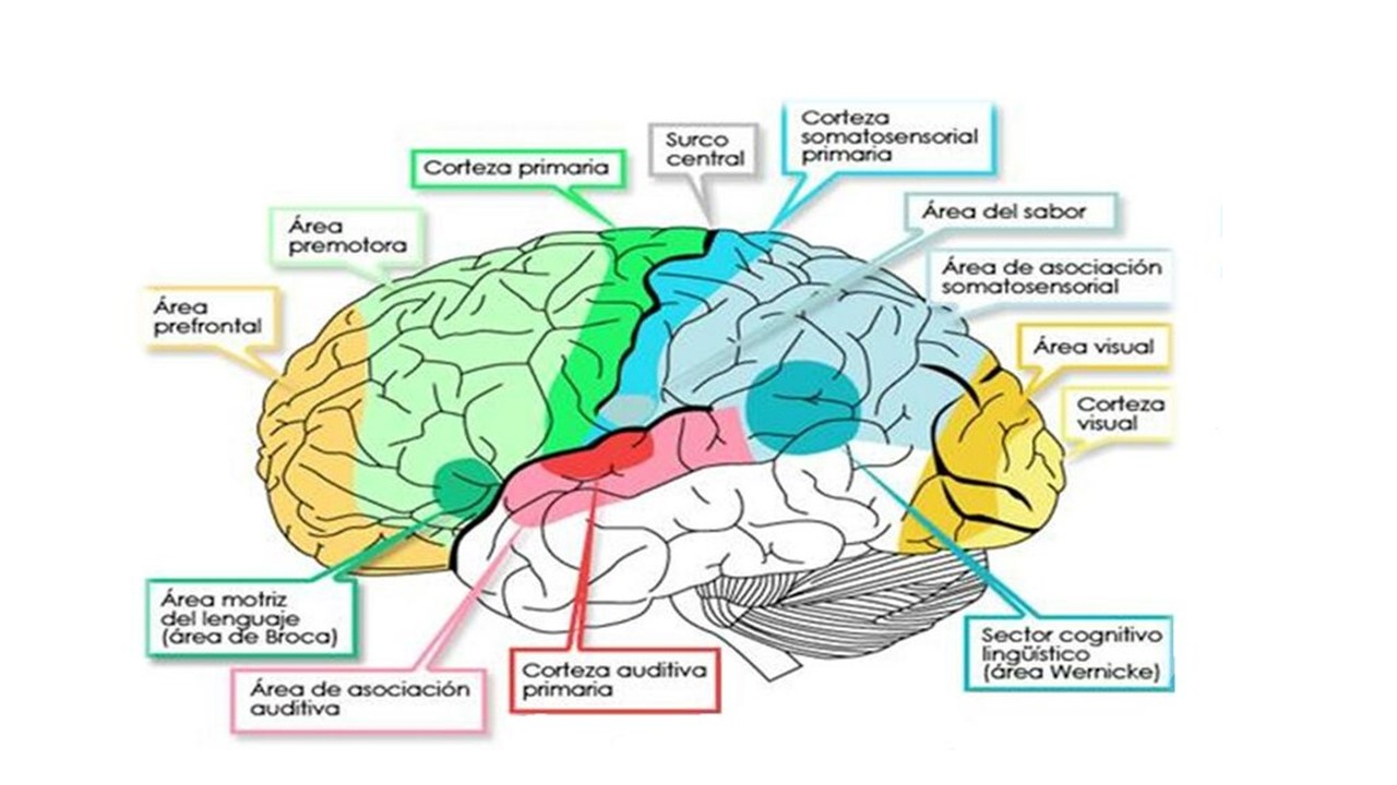 Neurona Espejo 2