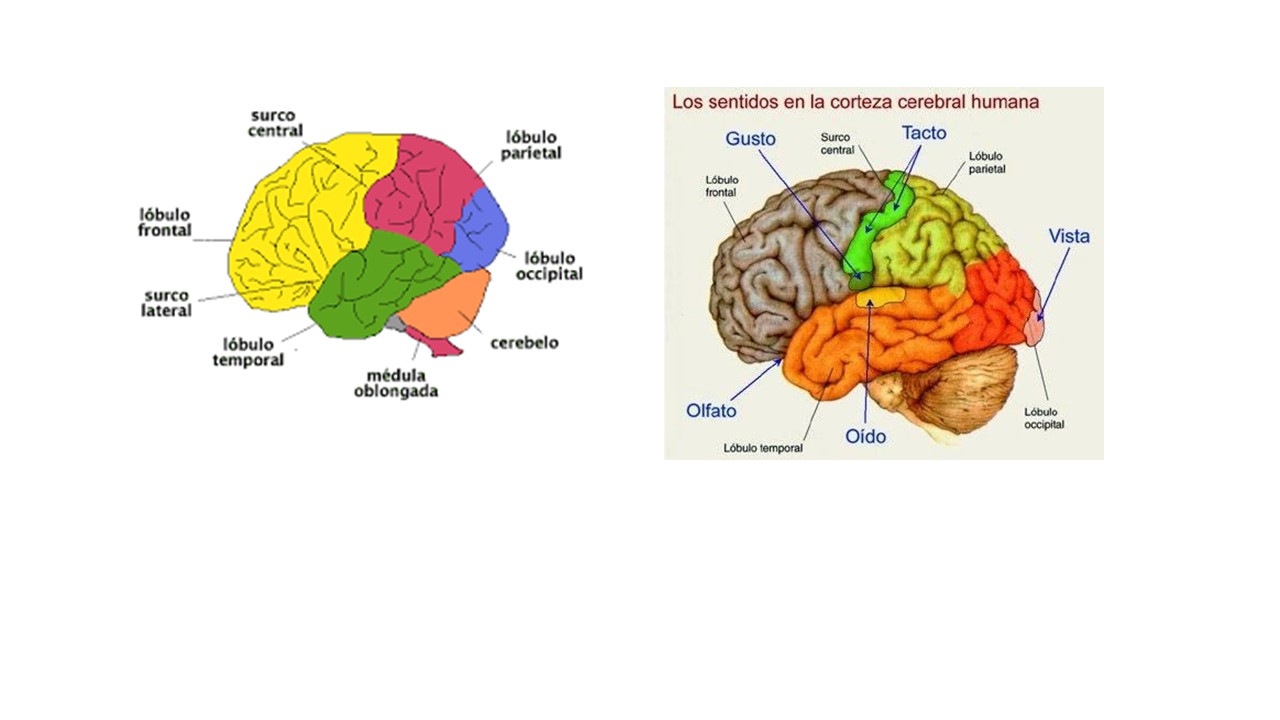 Cerebro lóbulos y sentidos 10-09-25