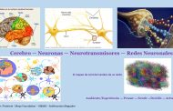 Cerebro – Neuronas – Neurotransmisores – Redes neuronales Parte 1