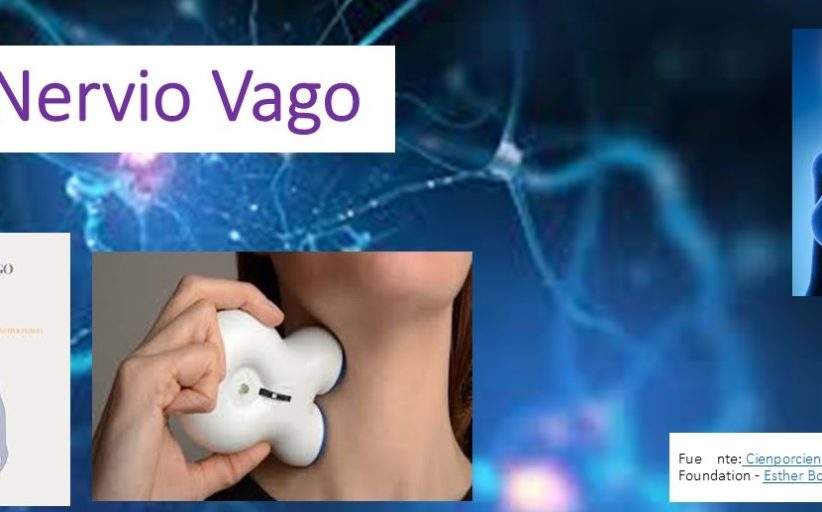 El nervio vago: un nervio rescatado